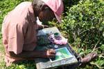 Painter faces the Devon waterfall, Central Province, Sri Lanka Ceylon.