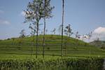 Tea plants hill between Hatton and Kotagala, Sri Lanka Ceylon.