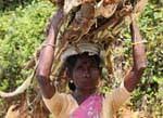 Port on head and eye of woman Kalugala, Sri Lanka Ceylon.