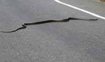 Snake crossing the road to Kalugala, Sri Lanka Ceylon.