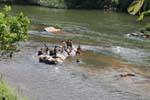 Swimming in river Kelani, Kitulgala, Central Province, Sri Lanka Ceylon.