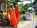 Saffron-robed monks and nuns, Kitulgala, Sri Lanka Ceylon.