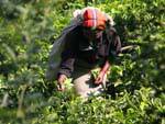 Tea Hand picking, Radella Short cut road, Sri Lanka Ceylon.