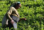 Equipment for tea picker, Radella Short cut road, Sri Lanka Ceylon.