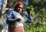 Tea picker filling his bag, Radella Short cut road, Sri Lanka Ceylon.