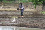 Farmer in a rice field to Habarana, Sri Lanka Ceylon.
