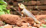 Lizard of the family of Agamas, Sigiriya Mount of Remembrance, Sri Lanka Ceylon.