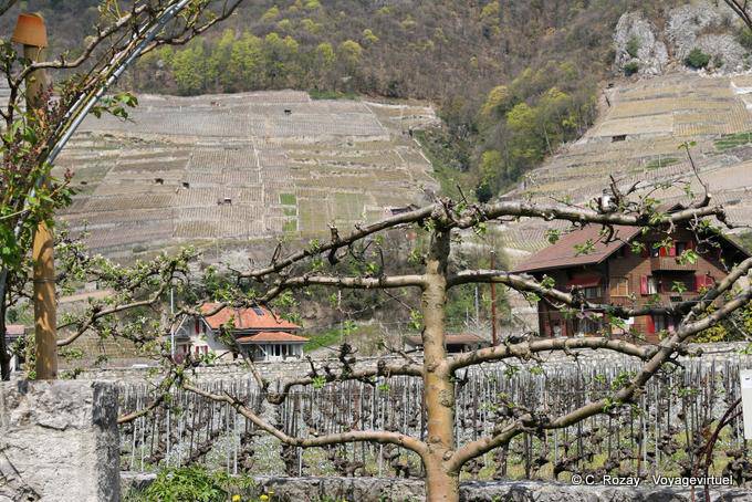 View a vine, vines and culture, Aigle - Switzerland