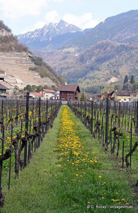 Chablais vineyards, Aigle - Switzerland