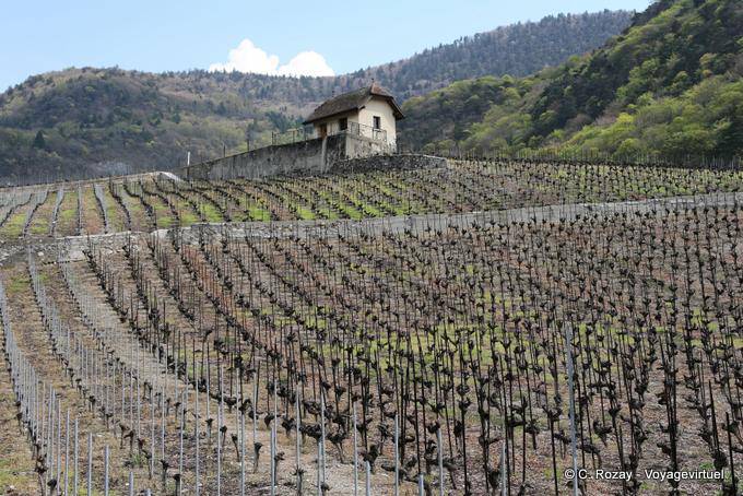 Vines at rest in Chablais Aigle (Vaud) - Switzerland