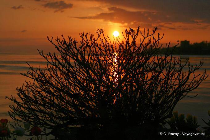 Burning bush, Montreux - Switzerland