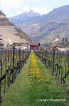 Chablais vineyards, Aigle, Switzerland.