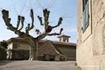 Tree and buildings around the castle of the Bishopric, Lausanne, Switzerland.