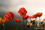 Poppies, Montreux, Switzerland.