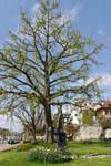 The tree and sculpture, Perdonnet pier, Vevey, Switzerland.