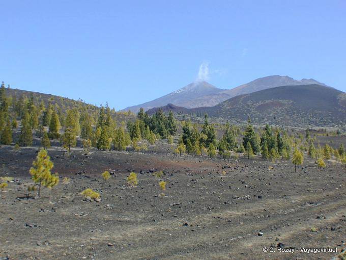 Fumaroles and forest on the slopes of Mount Teide, Tenerife