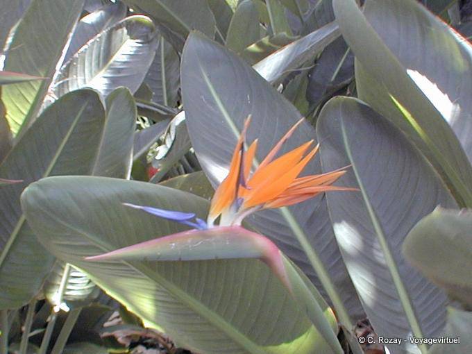 Flower in a tropical garden, Tenerife