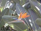 Flower in a tropical garden, Tenerife.