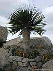 Typical palm Tenerife.