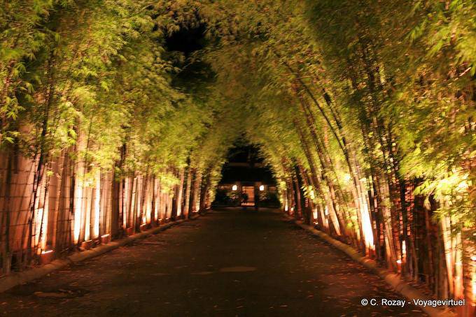 Driveway bamboo, Chiang Mai - Thailand