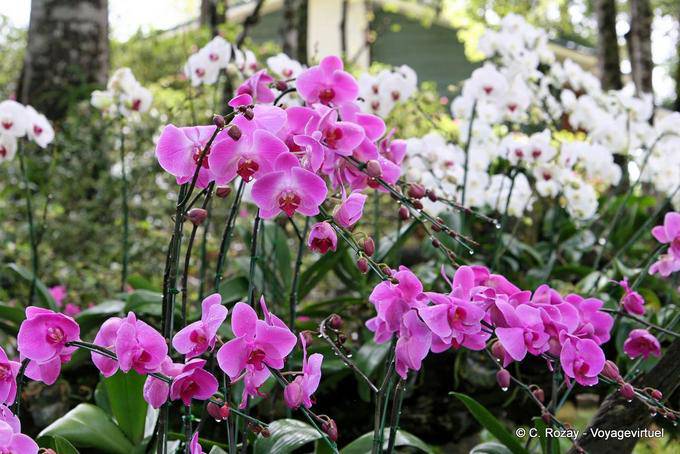 Orchids galore, Phuping Palace, Chiang Mai - Thailand