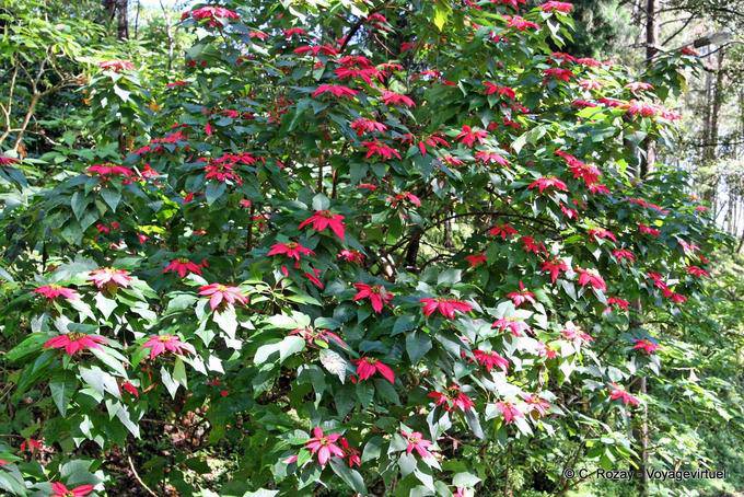 Poinsettia, Christmas Star, Phuping Palace, Chiang Mai - Thailand