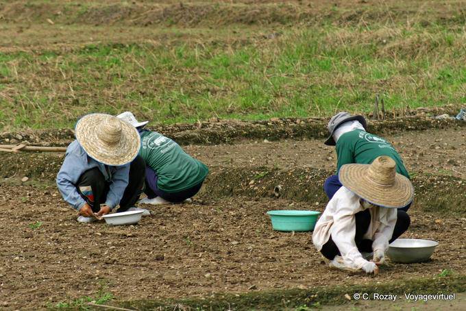Farmers who plant, Chiang Mai - Thailand