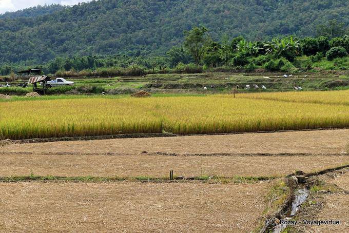 Rural landscape, Chiang Mai - Thailand