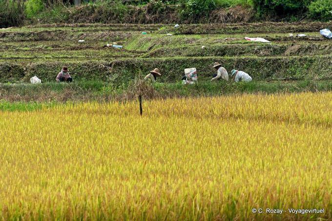 Work in the fields, Chiang Mai - Thailand