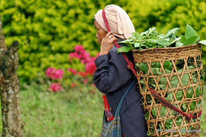 Peasant woman carrying cart with head, Chiang Mai - Thailand
