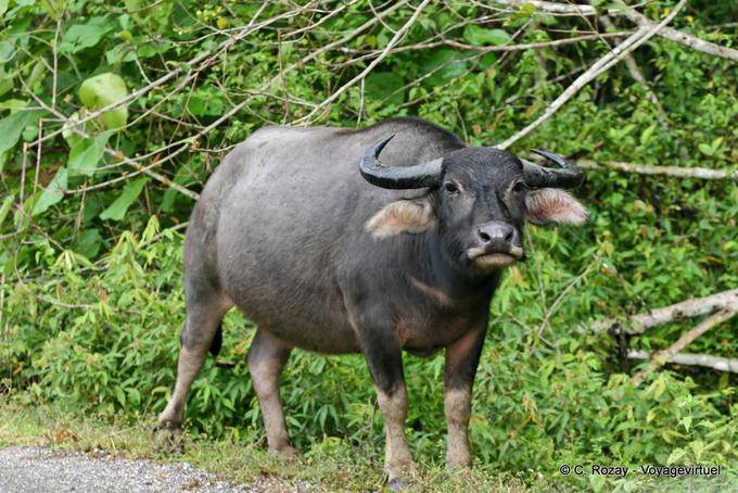 A buffalo on the road, Chiang Mai - Thailand