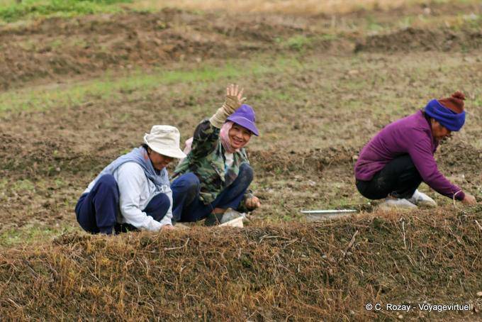 Cuckoo friendly, Chiang Mai - Thailand