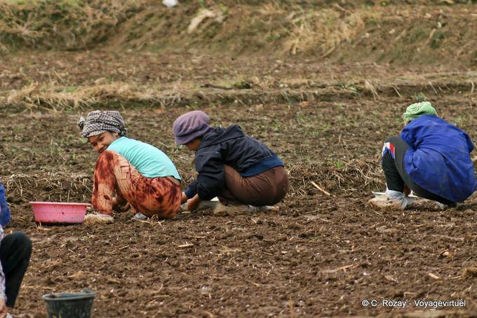 Women squatted to work, Chiang Mai - Thailand