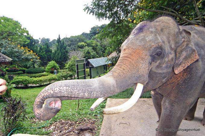 An elephant, Wat Doi Suthep, Chiang Mai - Thailand