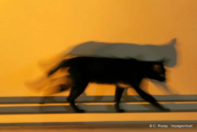 Chat nightlife, Wat Phra Singh, Chiang Mai - Thailand