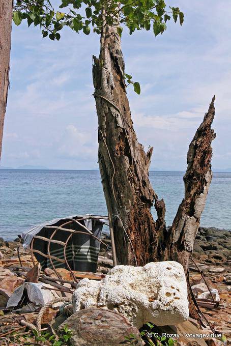 Dead tree on the beach, Koh Phi Phi - Thailand