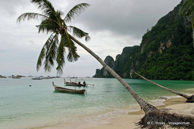 Palm tree leaning in Tonsai Bay, Koh Phi Phi - Thailand