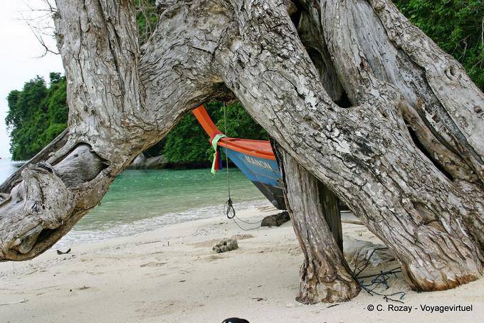 Under the roots, Koh Phi Phi - Thailand