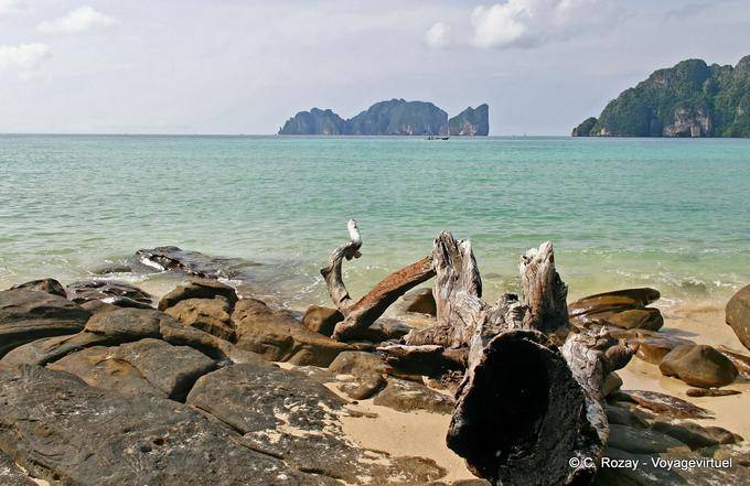 Driftwood at sea, Koh Phi Phi - Thailand