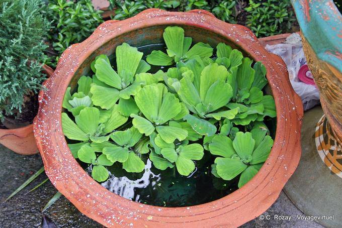 Water Plant, Koh Phi Phi - Thailand