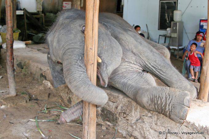 Elephant Game, Patong, Phuket - Thailand