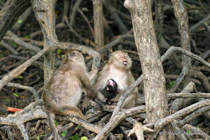 Family of funny monkeys, Phuket Town Gypsy - Thailand