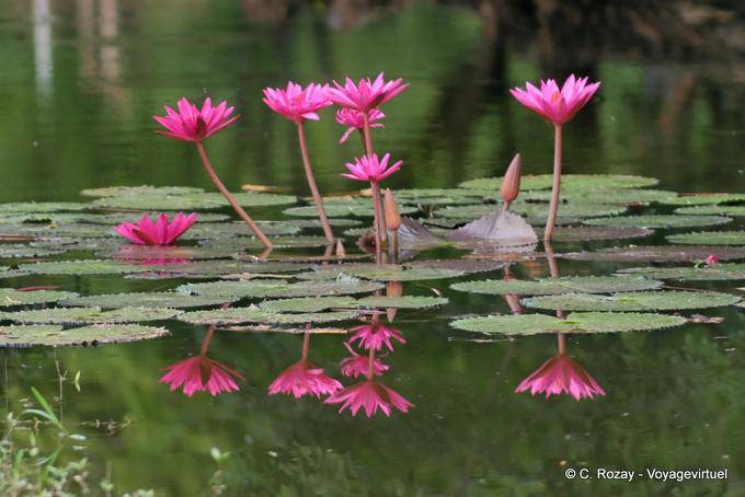Bouquet of lilies, Sukhothai - Thailand