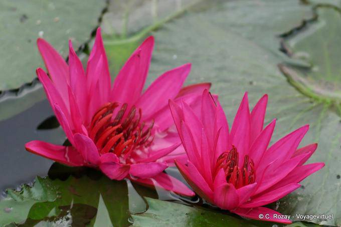 Colored lotus flowers fuschia, Sukhothai - Thailand