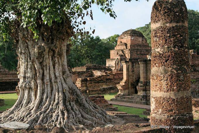 With a tortured tree trunk, Sukhothai, Wat Mahathat - Thailand