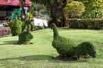 Topiary Gallinaceans, Wat Yai Chai Mongkol, Ayutthaya, Thailand.