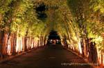 Driveway bamboo, Chiang Mai, Thailand.