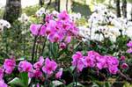 Orchids galore, Phuping Palace, Chiang Mai, Thailand.