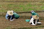 Farmers who plant, Chiang Mai, Thailand.