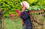 Peasant woman carrying cart with head, Chiang Mai, Thailand.